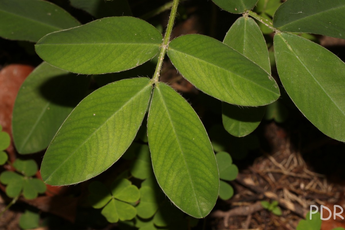 Arachis hypogaea L.